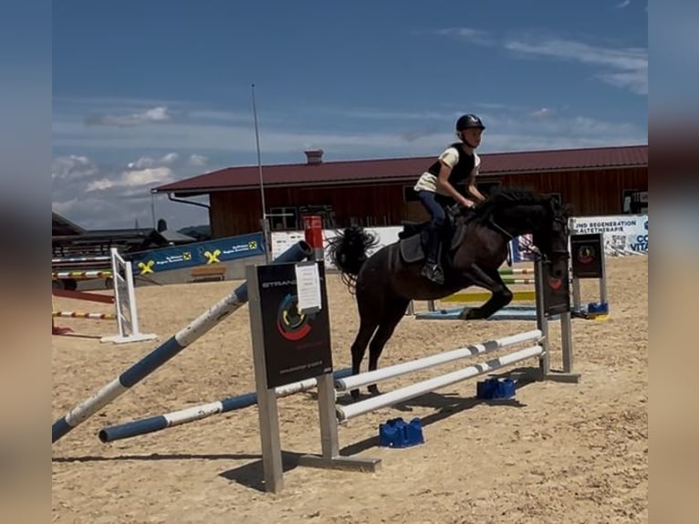 Classic Pony Stute 4 Jahre 147 cm Fliegenschimmel in Uttendorf