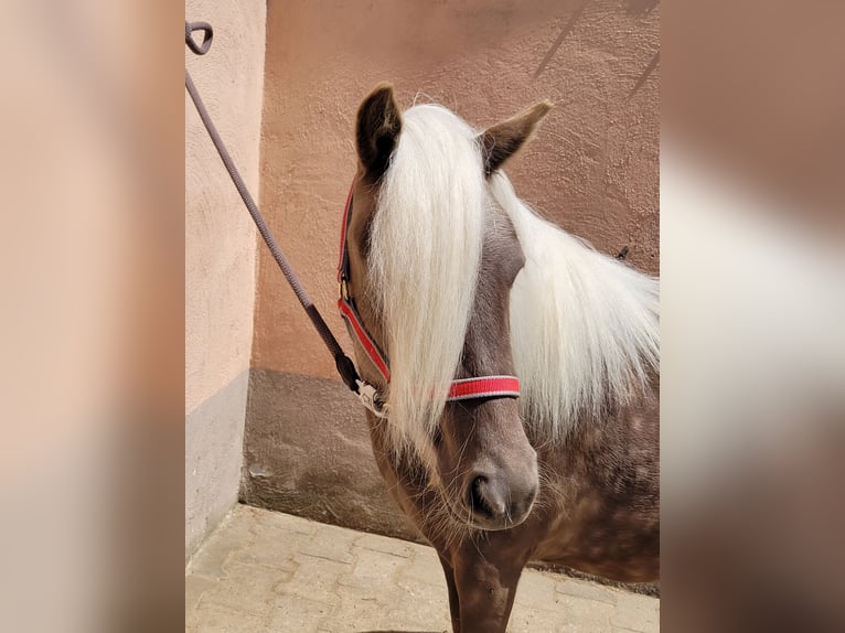 Classic Pony Stute 5 Jahre 105 cm Fuchs in Simmershofen