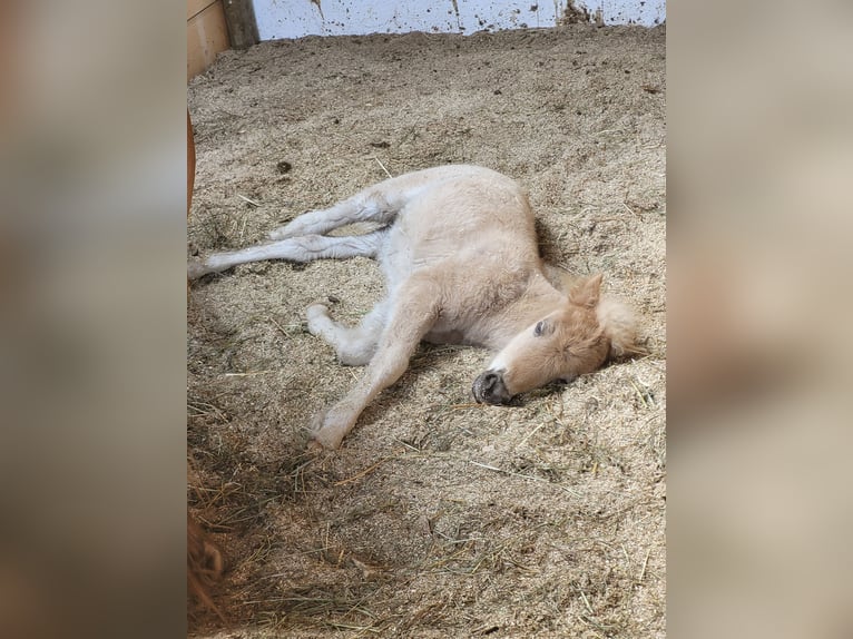 Classic Pony Stute 5 Jahre 105 cm Fuchs in Simmershofen