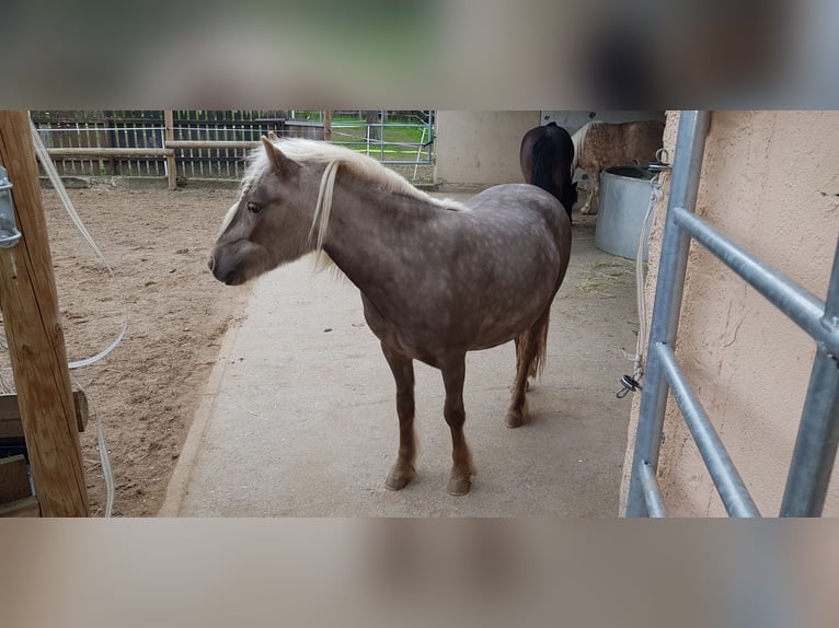 Classic Pony Stute 5 Jahre 105 cm Fuchs in Simmershofen