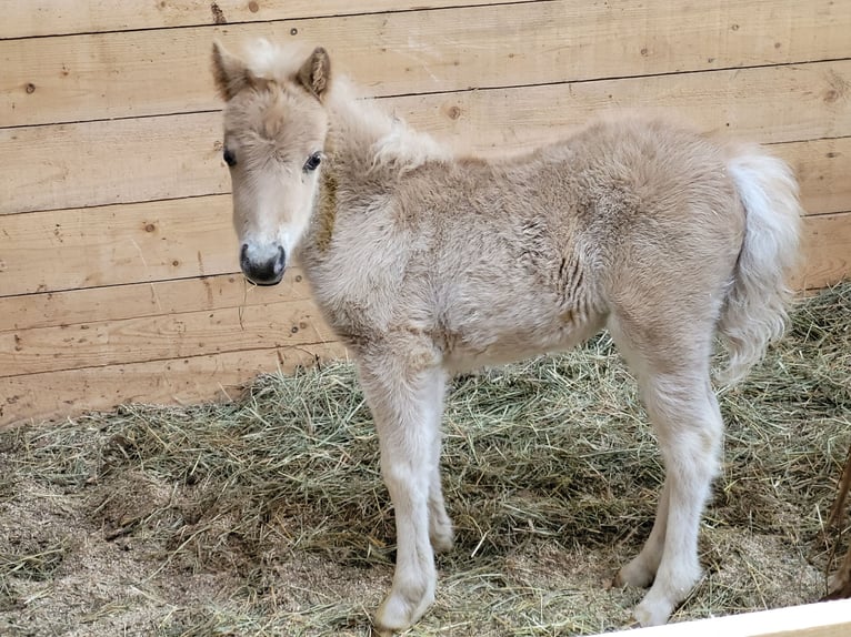 Classic Pony Stute 5 Jahre 105 cm Fuchs in Simmershofen