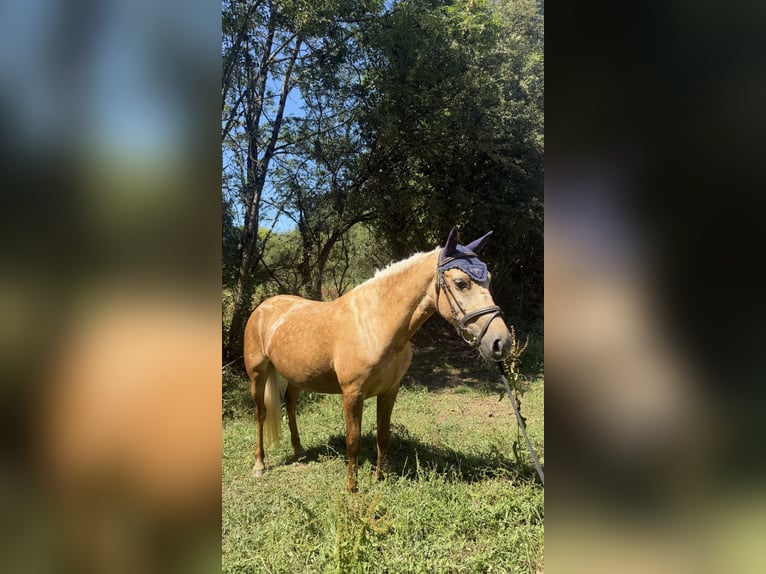 Classic Pony Stute 5 Jahre 128 cm Palomino in Spain