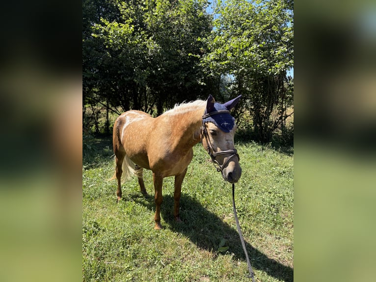 Classic Pony Stute 5 Jahre 128 cm Palomino in Spain