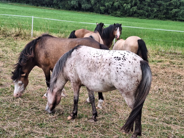 Classic Pony Stute 6 Jahre 113 cm Tigerschecke in Stöttwang
