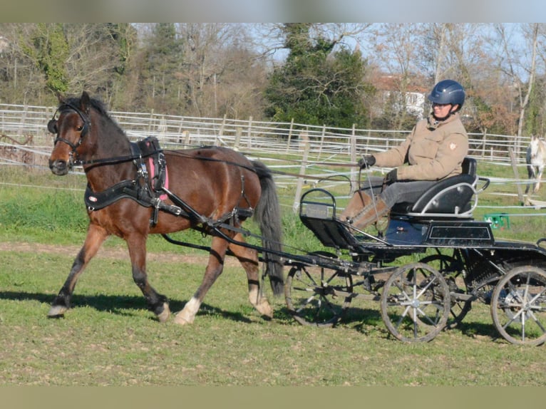 Classic Pony Stute 6 Jahre 125 cm Brauner in Montauban