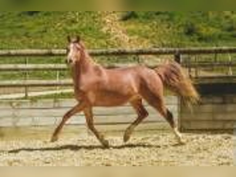 Classic Pony Stute 6 Jahre 147 cm Fuchs in Oytier St Oblas Classic Pony Stute 6 Jahre 147 cm Fuchs in Oytier St Oblas