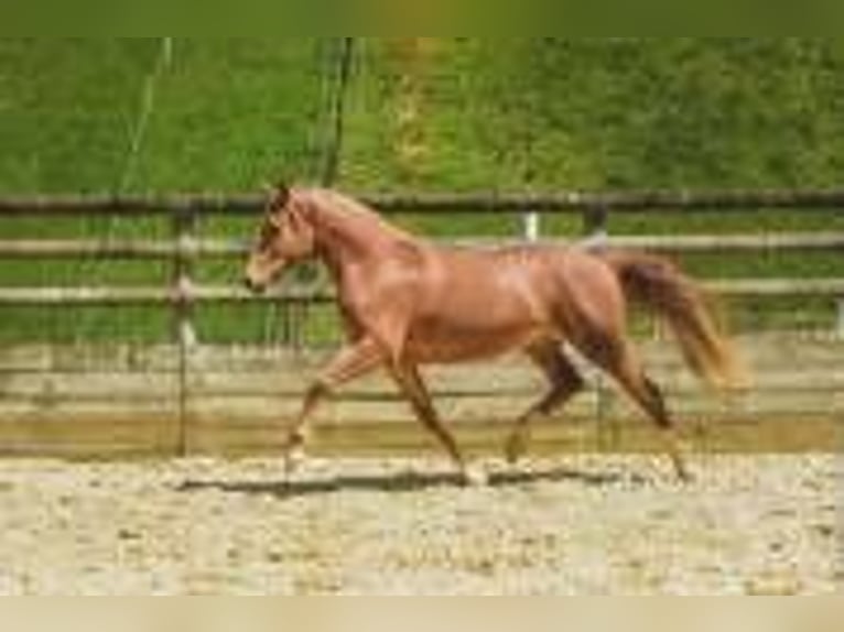 Classic Pony Stute 6 Jahre 147 cm Fuchs in Oytier St Oblas Classic Pony Stute 6 Jahre 147 cm Fuchs in Oytier St Oblas