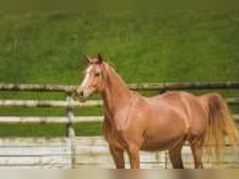 Classic Pony Stute 6 Jahre 147 cm Fuchs in Oytier St Oblas Classic Pony Stute 6 Jahre 147 cm Fuchs in Oytier St Oblas