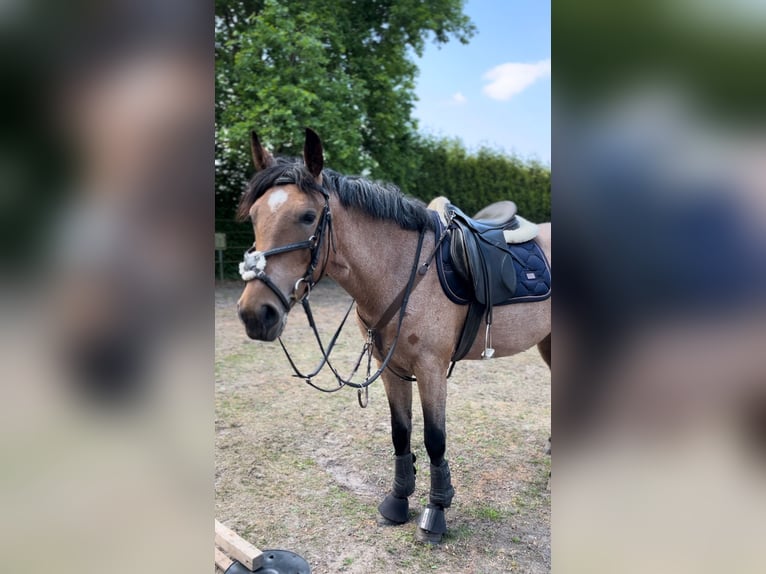 Classic Pony Stute 6 Jahre 156 cm Hellbrauner in Aarle-Rixtel