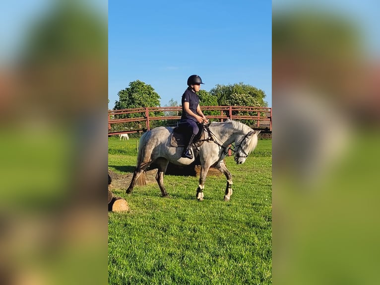 Classic Pony Stute 6 Jahre Blauschimmel in Nijkerk