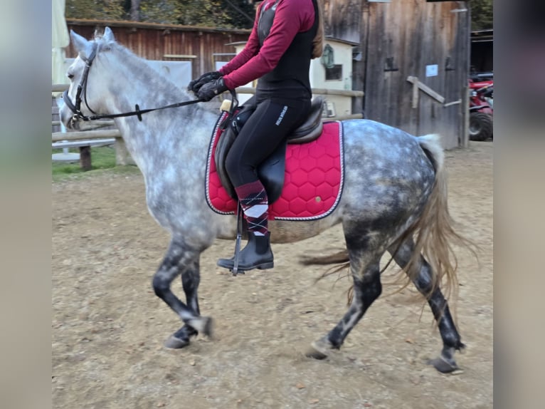 Classic Pony Mix Stute 7 Jahre 130 cm Apfelschimmel in Pöllauberg