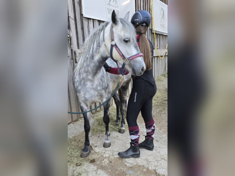 Classic Pony Mix Stute 7 Jahre 130 cm Apfelschimmel in Pöllauberg