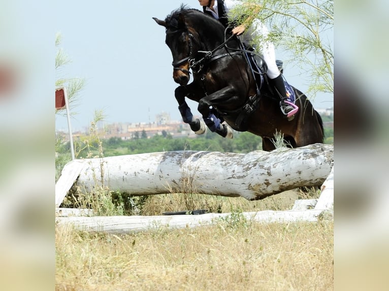 Classic Pony Mix Stute 7 Jahre 141 cm Dunkelbrauner in Villaviciosa De Odon