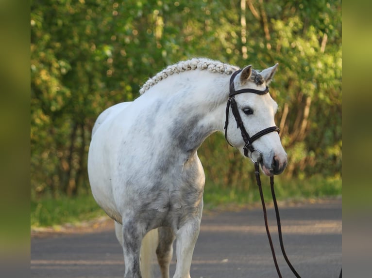 Classic Pony Stute 7 Jahre 144 cm Schimmel in Dunaújváros