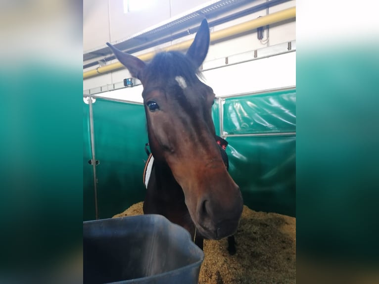 Classic Pony Stute 7 Jahre 147 cm Brauner in Uttendorf