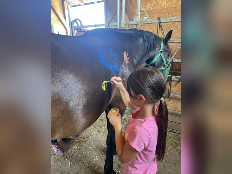 Classic Pony Stute 7 Jahre 147 cm Brauner in Uttendorf