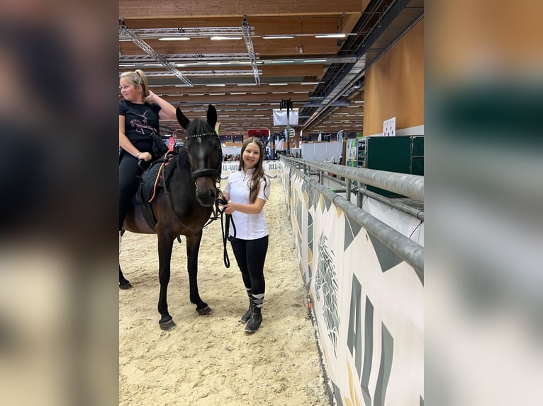Classic Pony Stute 7 Jahre 147 cm Brauner in Uttendorf