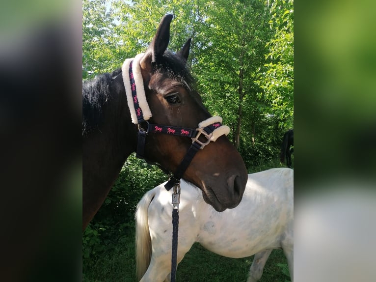 Classic Pony Stute 7 Jahre 147 cm Brauner in Uttendorf