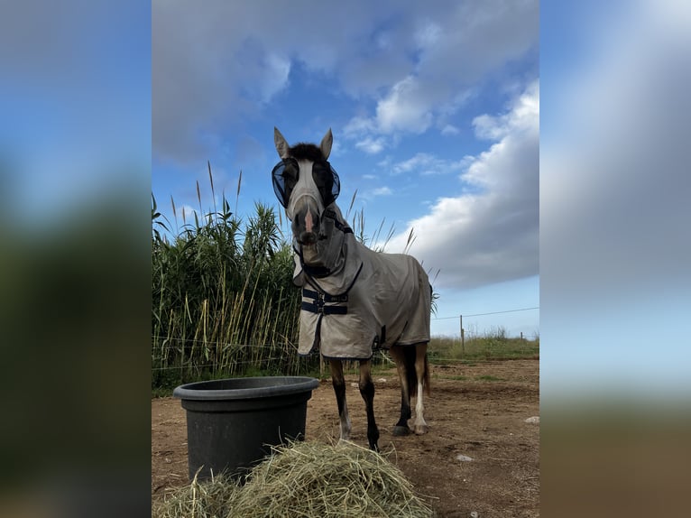 Classic Pony Mix Stute 7 Jahre 147 cm Falbe in Gava