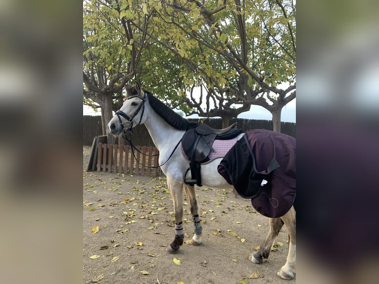 Classic Pony Mix Stute 7 Jahre 147 cm Falbe in Gava