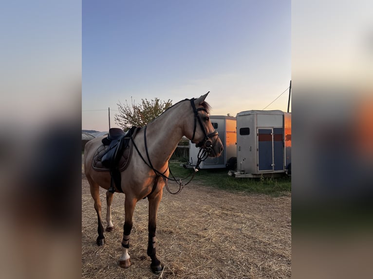 Classic Pony Mix Stute 7 Jahre 147 cm Falbe in Gava