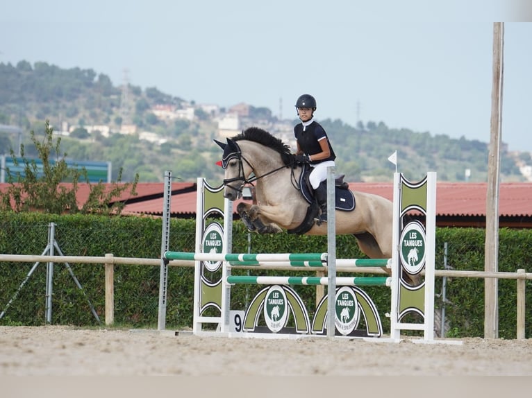 Classic Pony Mix Stute 7 Jahre 147 cm Falbe in Gava