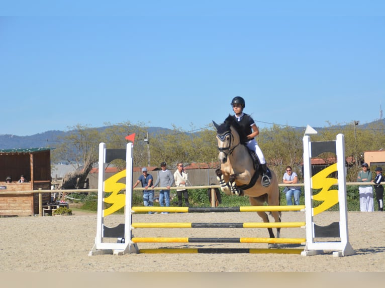 Classic Pony Mix Stute 7 Jahre 147 cm Falbe in Gava