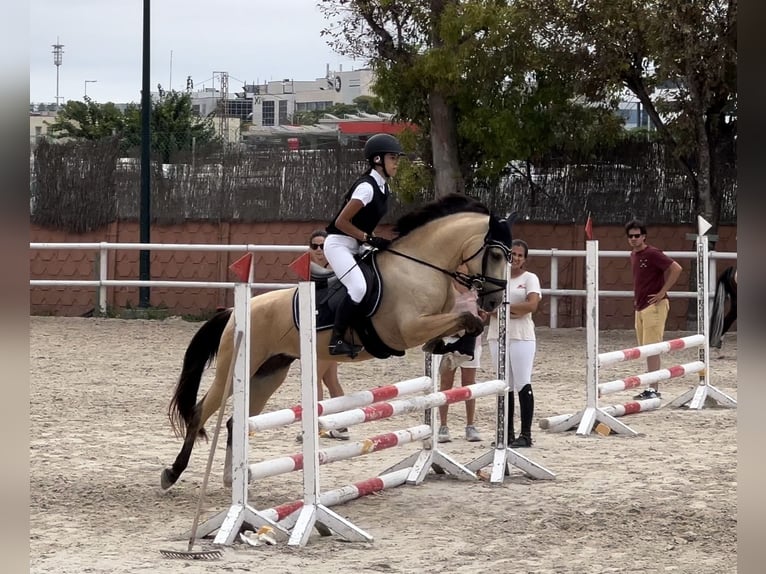 Classic Pony Mix Stute 7 Jahre 147 cm Falbe in Gava