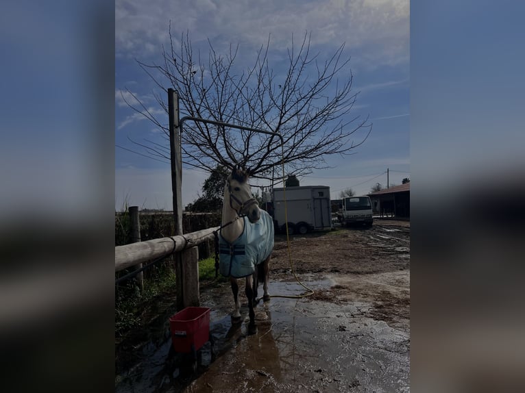 Classic Pony Mix Stute 7 Jahre 147 cm Falbe in Gava