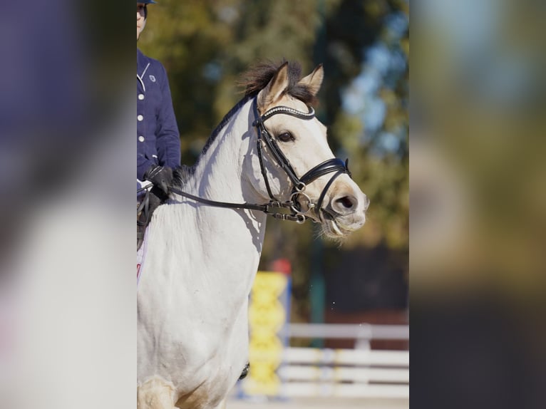 Classic Pony Mix Stute 7 Jahre 147 cm Falbe in Gava
