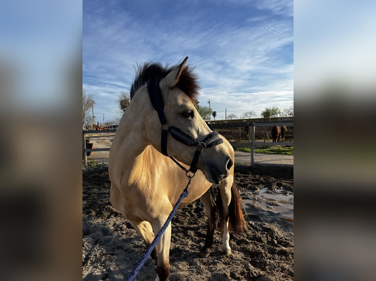 Classic Pony Mix Stute 7 Jahre 147 cm Falbe in Gava