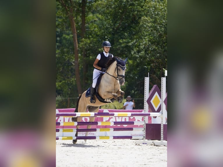 Classic Pony Mix Stute 7 Jahre 147 cm Falbe in Gava