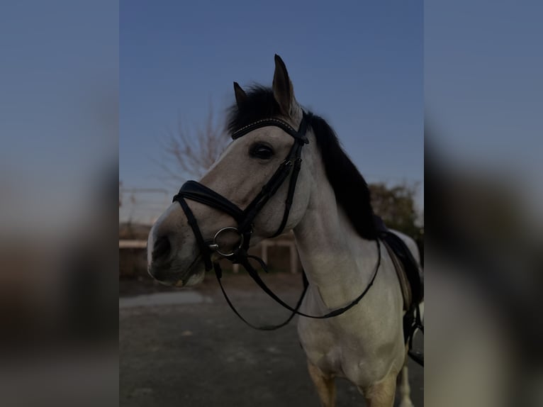 Classic Pony Mix Stute 7 Jahre 147 cm Falbe in Gava