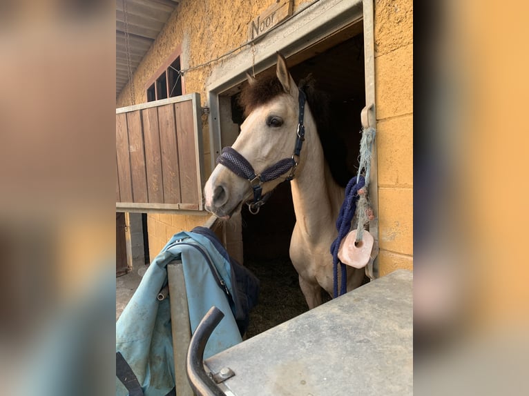 Classic Pony Mix Stute 7 Jahre 147 cm Falbe in Gava