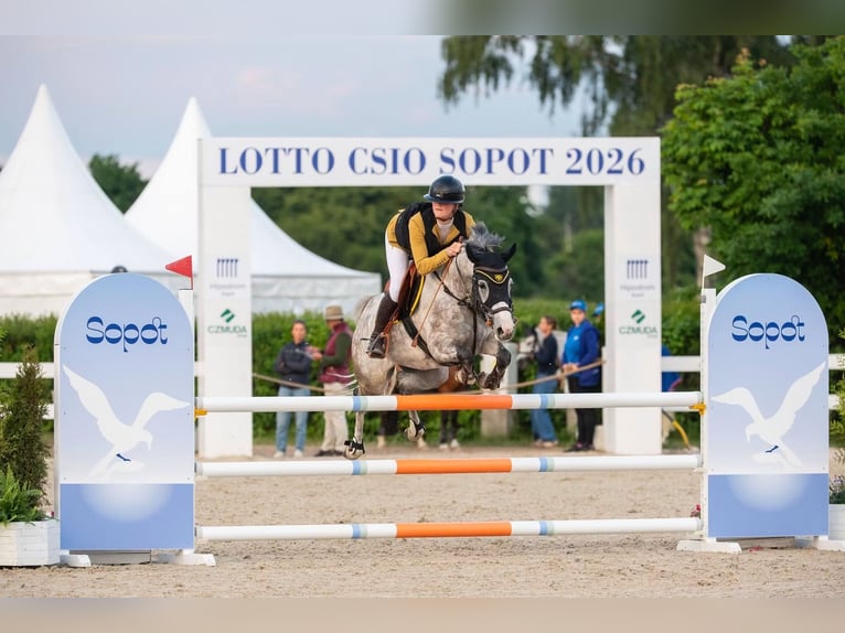 Classic Pony Stute 7 Jahre 148 cm Schimmel in Myślenice