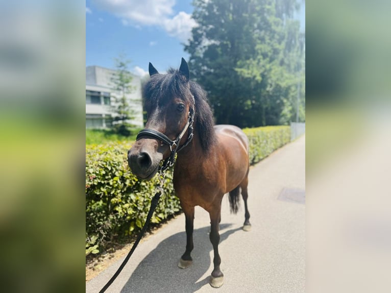 Classic Pony Stute 8 Jahre 125 cm Dunkelbrauner in Dietikon