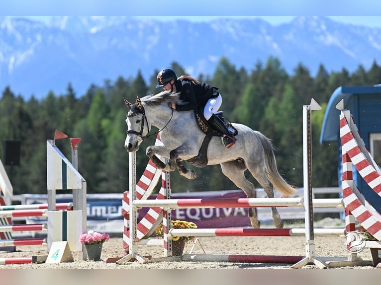Classic Pony Stute 8 Jahre 145 cm Apfelschimmel in Kulm am Zirbitz