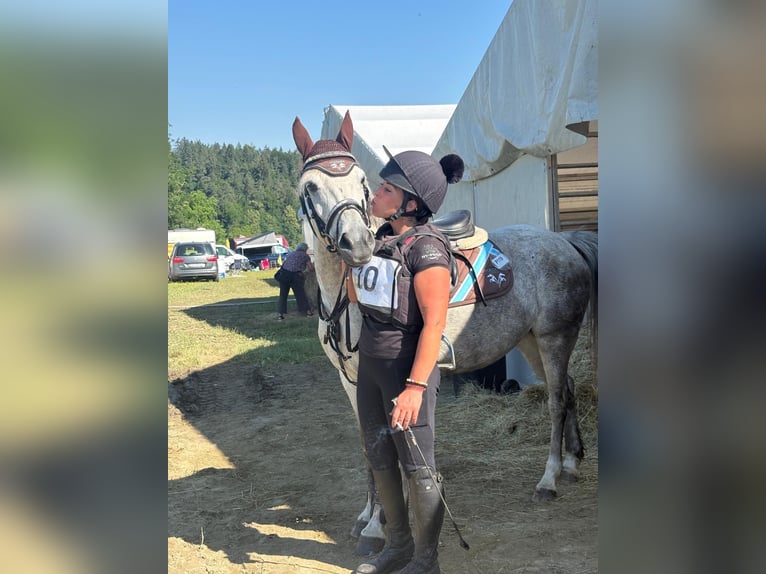 Classic Pony Stute 8 Jahre 145 cm Apfelschimmel in Kulm am Zirbitz