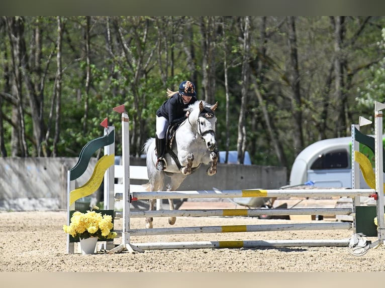 Classic Pony Stute 8 Jahre 145 cm Apfelschimmel in Kulm am Zirbitz