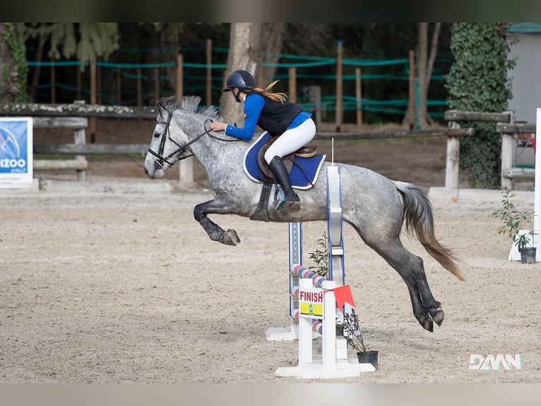 Classic Pony Stute 8 Jahre 146 cm Apfelschimmel in Rosegg