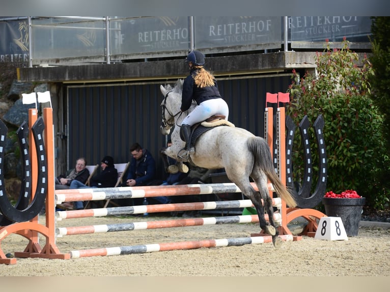 Classic Pony Stute 8 Jahre 146 cm Apfelschimmel in Rosegg