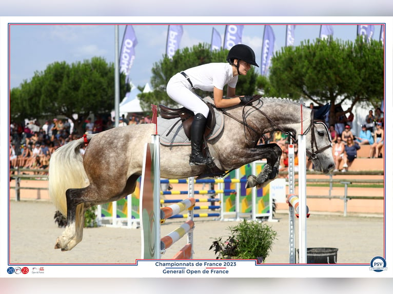 Classic Pony Stute 8 Jahre 148 cm Schimmel in Boisredon