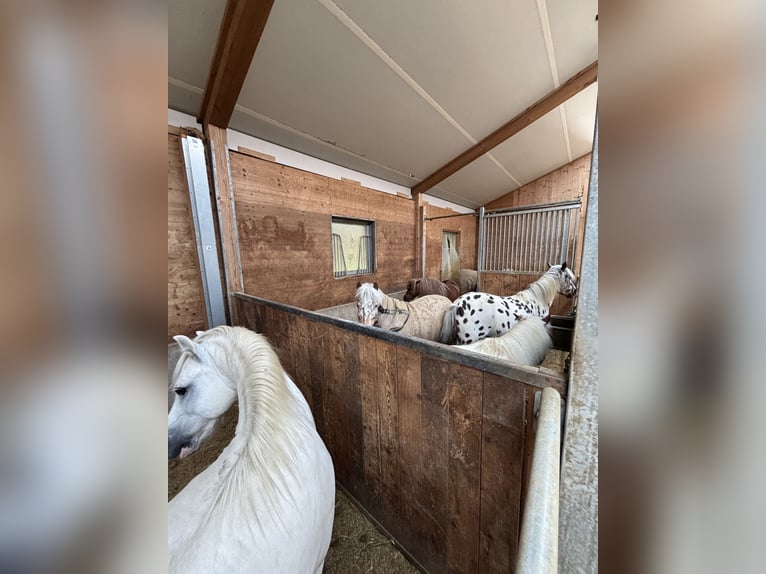 Classic Pony Stute 9 Jahre 125 cm Tigerschecke in Schn&#xFC;rpflingenSchn&#xFC;rpflingen