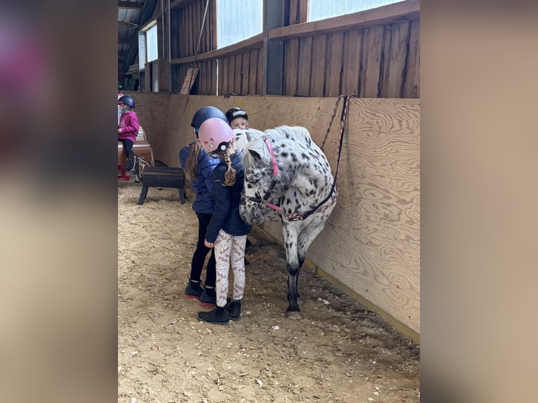 Classic Pony Stute 9 Jahre 125 cm Tigerschecke in Schn&#xFC;rpflingenSchn&#xFC;rpflingen