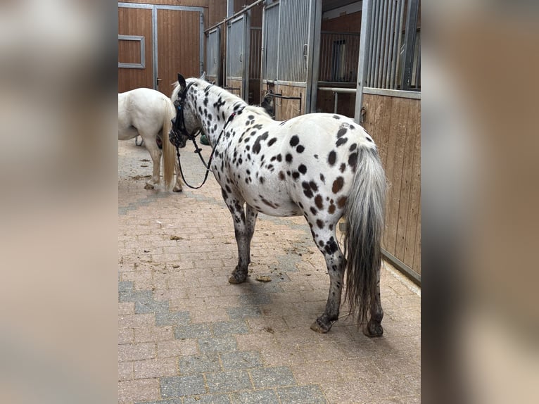 Classic Pony Stute 9 Jahre 125 cm Tigerschecke in Schn&#xFC;rpflingenSchn&#xFC;rpflingen
