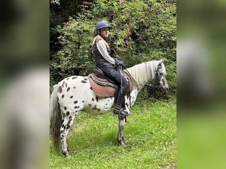 Classic Pony Stute 9 Jahre 125 cm Tigerschecke in Schn&#xFC;rpflingenSchn&#xFC;rpflingen