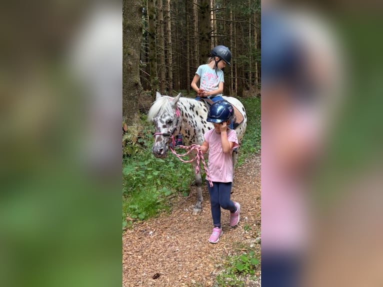 Classic Pony Stute 9 Jahre 125 cm Tigerschecke in Schn&#xFC;rpflingenSchn&#xFC;rpflingen