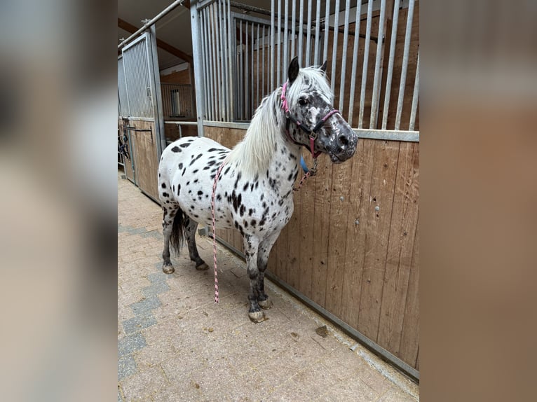 Classic Pony Stute 9 Jahre 125 cm Tigerschecke in Schn&#xFC;rpflingenSchn&#xFC;rpflingen
