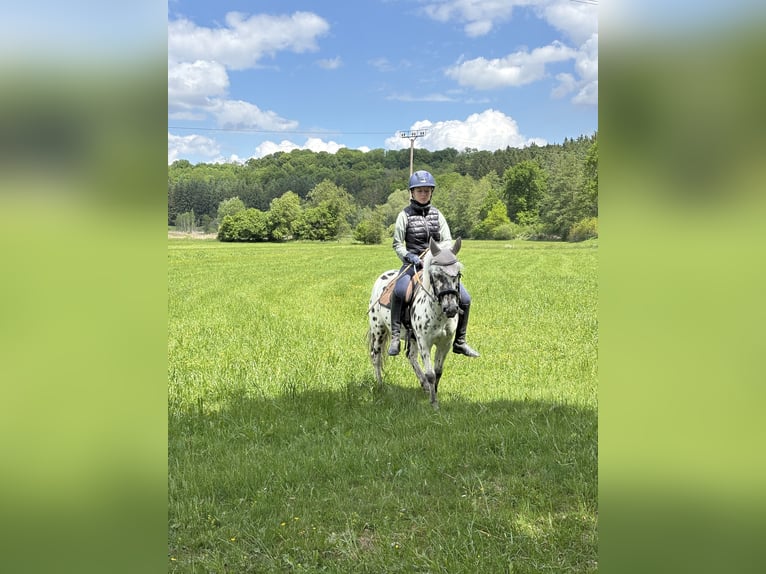 Classic Pony Stute 9 Jahre 125 cm Tigerschecke in Schn&#xFC;rpflingenSchn&#xFC;rpflingen