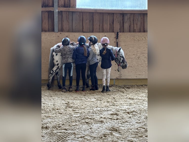 Classic Pony Stute 9 Jahre 125 cm Tigerschecke in Schn&#xFC;rpflingenSchn&#xFC;rpflingen